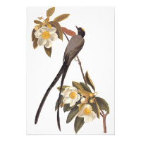 Audubon Fork-Tailed Flycatcher Bird Vintage Art