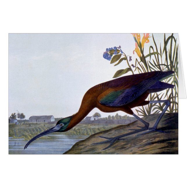 Audubon: Glossy Ibis (Front Horizontal)