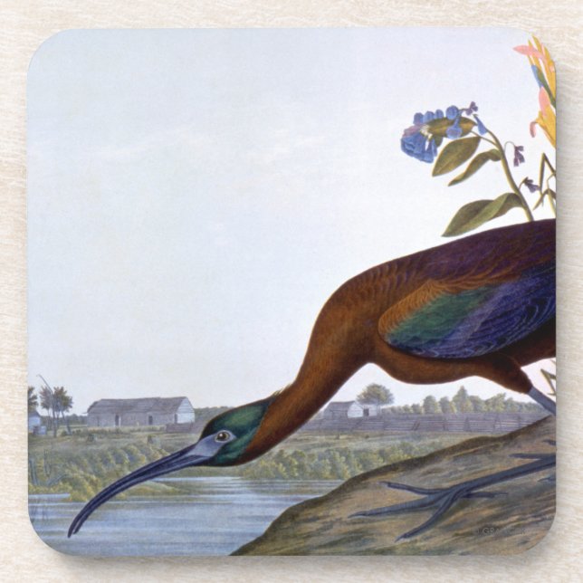 Audubon: Glossy Ibis Coaster (Front)