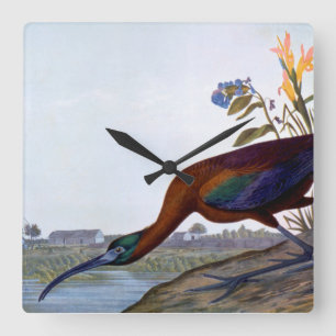 Audubon: Glossy Ibis Square Wall Clock