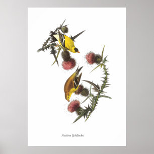 Audubon Goldfinches Bird Poster