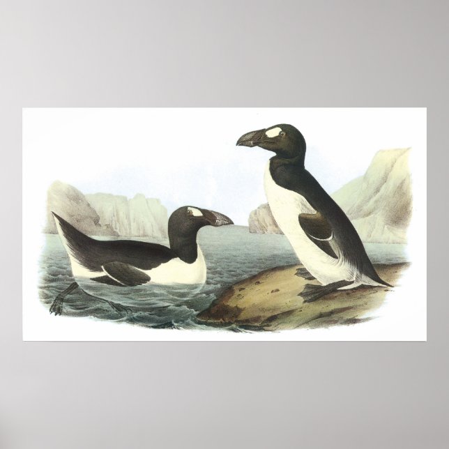 Audubon Great Auk Poster (Front)