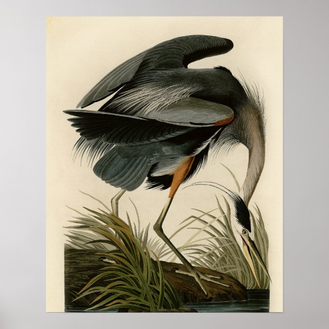 Audubon Great Blue Heron Birds Poster (Front)