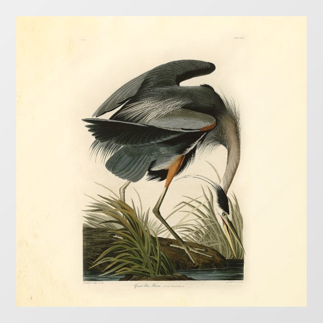 Audubon Great Blue Heron Marsh Bird (Sheet)