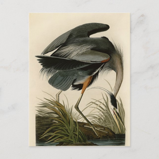 Audubon Great Blue Heron Marsh Bird Postcard (Front)