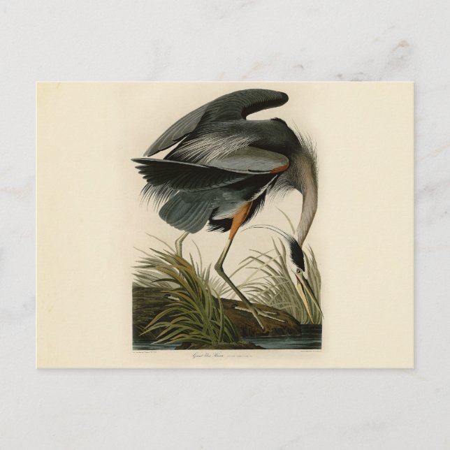 Audubon Great Blue Heron Marsh Bird Postcard (Front)