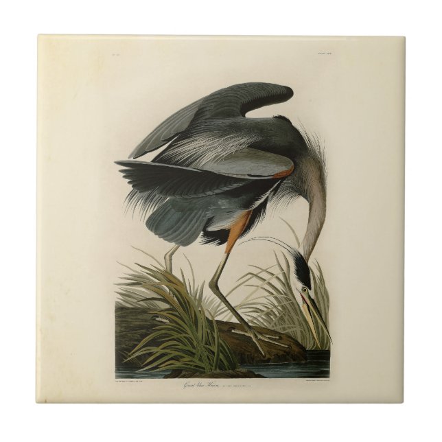 Audubon Great Blue Heron Marsh Bird Tile (Front)