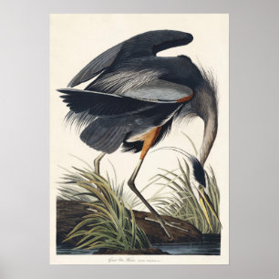 Audubon Great Blue Heron Wetland Majesty Poster