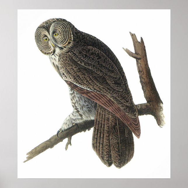 Audubon Great Grey Owl Poster or Print (Front)