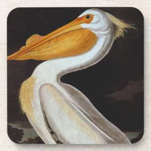 Audubon: Great White Pelican Coaster