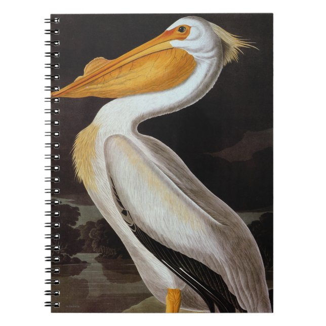 Audubon: Great White Pelican Notebook (Front)