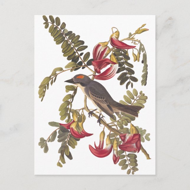 Audubon Grey Kingbird on Hummingbird Tree Postcard (Front)