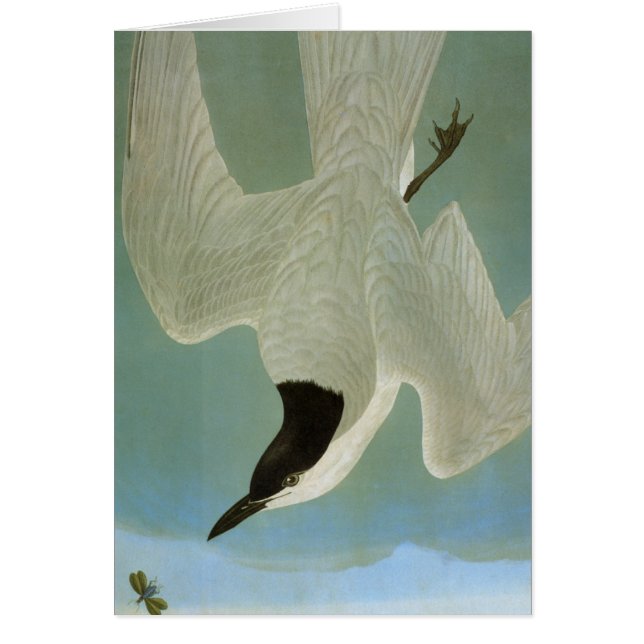 Audubon: Gull-Billed Tern (Front)