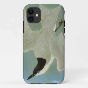 Audubon: Gull-Billed Tern iPhone 11 Case