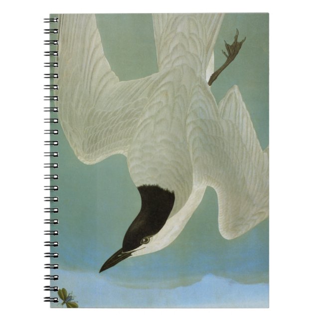 Audubon: Gull-Billed Tern Spiral Notebook (Front)