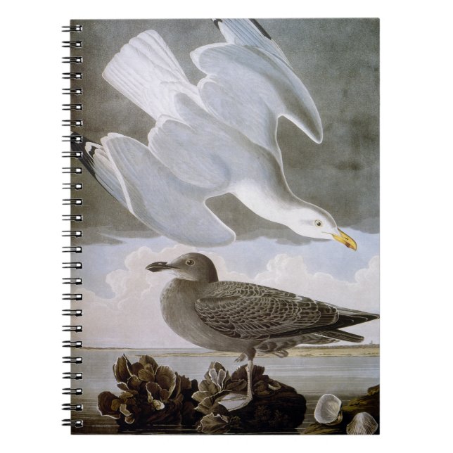 Audubon: Herring Gull Spiral Notebook (Front)