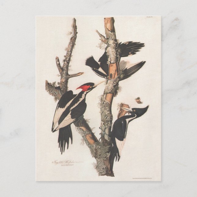 Audubon Ivory-Billed Woodpecker Postcard (Front)