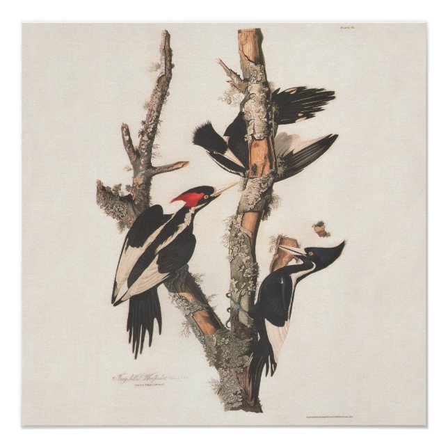Audubon Ivory-Billed Woodpecker Poster (Front)