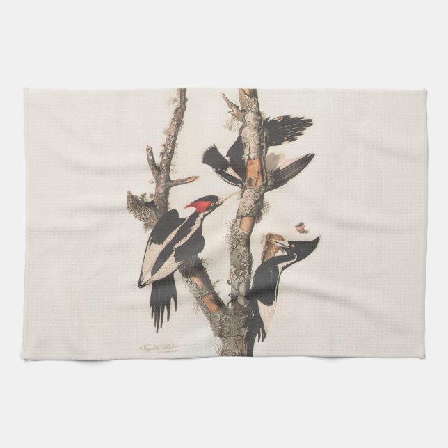 Audubon Ivory-Billed Woodpecker Tea Towel (Horizontal)