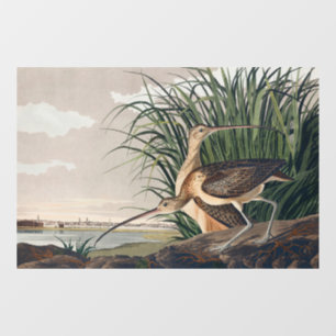 Audubon Long-Billed Curlew Bird
