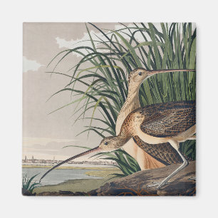 Audubon Long-Billed Curlew Bird Magnet