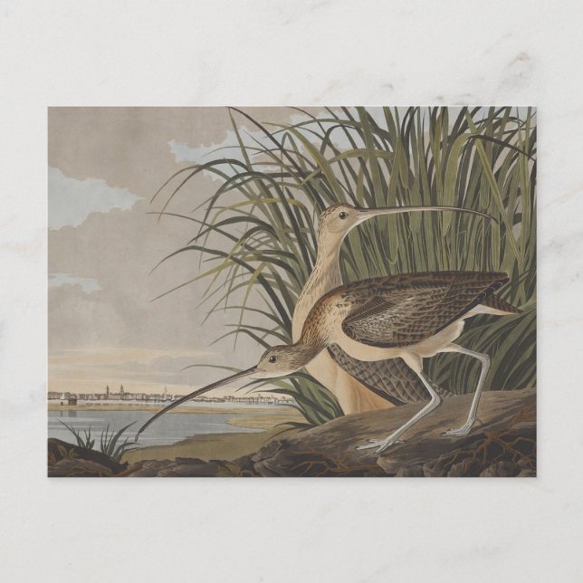 Audubon Long-Billed Curlew Bird Postcard (Front)