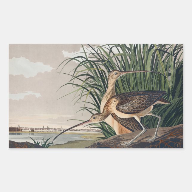 Audubon Long-Billed Curlew Bird Rectangular Sticker (Front)