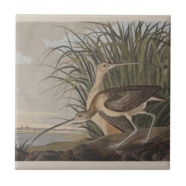 Audubon Long-Billed Curlew Bird Tile (Front)