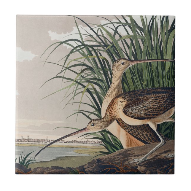 Audubon Long-Billed Curlew Bird Tile (Front)