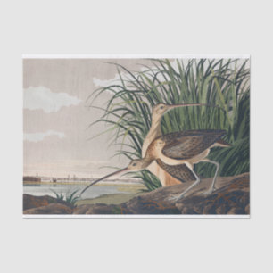 Audubon Long-Billed Curlew Bird Tissue Paper