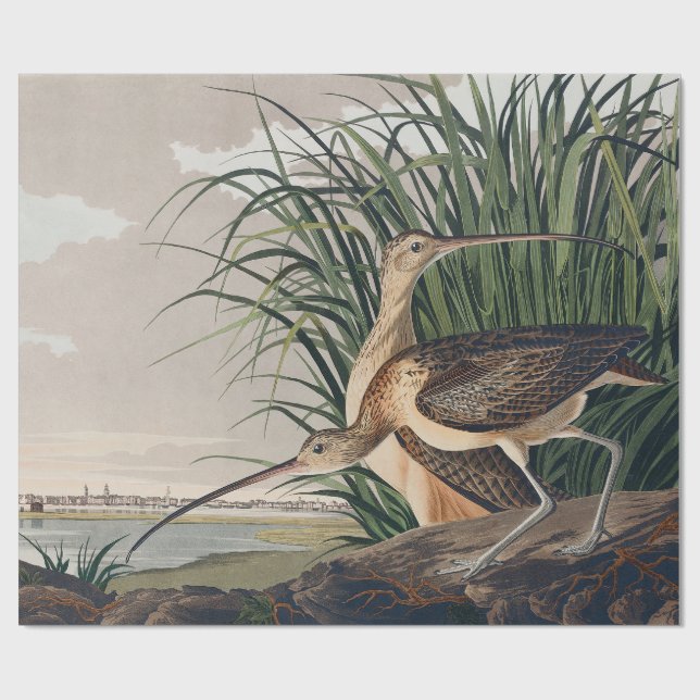Audubon Long-Billed Curlew Bird Wrapping Paper (Flat)