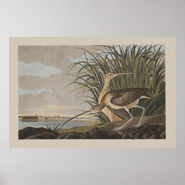 Audubon Long-Billed Curlew Sandpiper Bird Poster (Front)