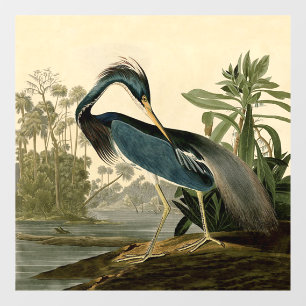 Audubon Louisiana Heron Birds America Art