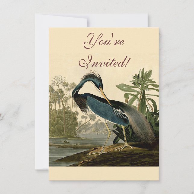 Audubon Louisiana Heron Birds America Art Invitation (Front)