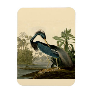 Audubon Louisiana Heron Birds America Art Magnet