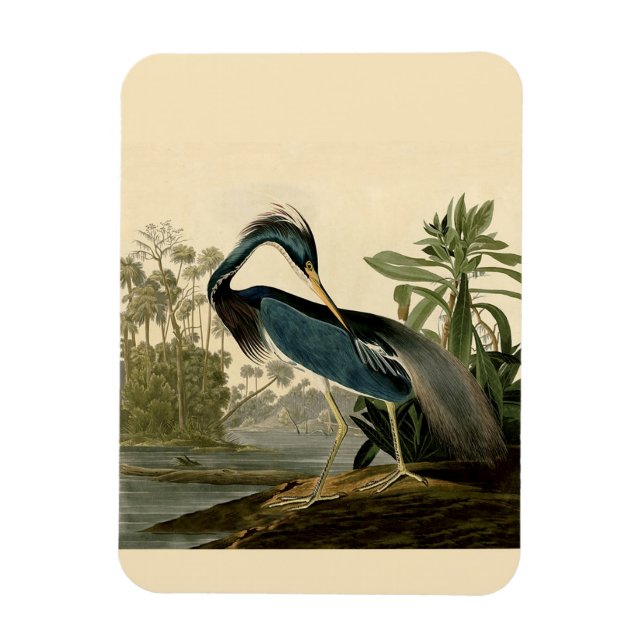 Audubon Louisiana Heron Birds America Art Magnet (Vertical)