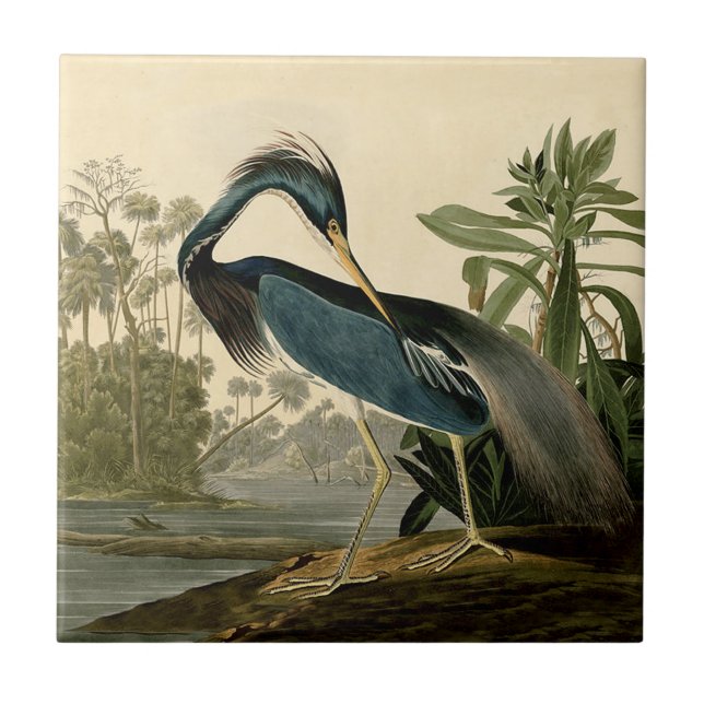 Audubon Louisiana Heron Birds America Art Tile (Front)