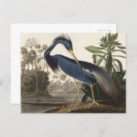 Audubon Louisiana Heron Birds of America Art Print