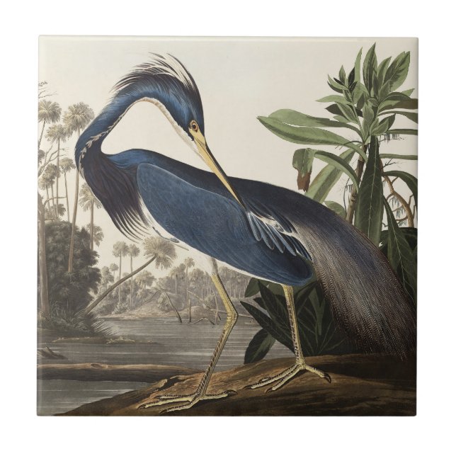 Audubon Louisiana Heron Birds of America Art Print Tile (Front)