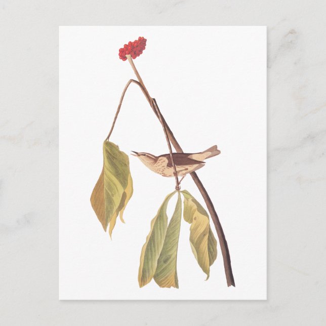 Audubon Louisiana Water Thrush Bird with Flower Postcard (Front)