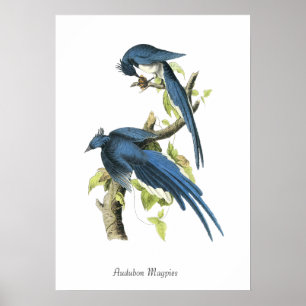 Audubon Magpies Bird Poster