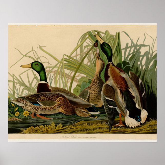 Audubon Mallard duck Bird Vintage Print (Front)