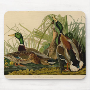 Audubon Mallard Duck Mouse Pad