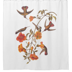 Audubon Mango Hummingbird in Gem Colours Shower Curtain