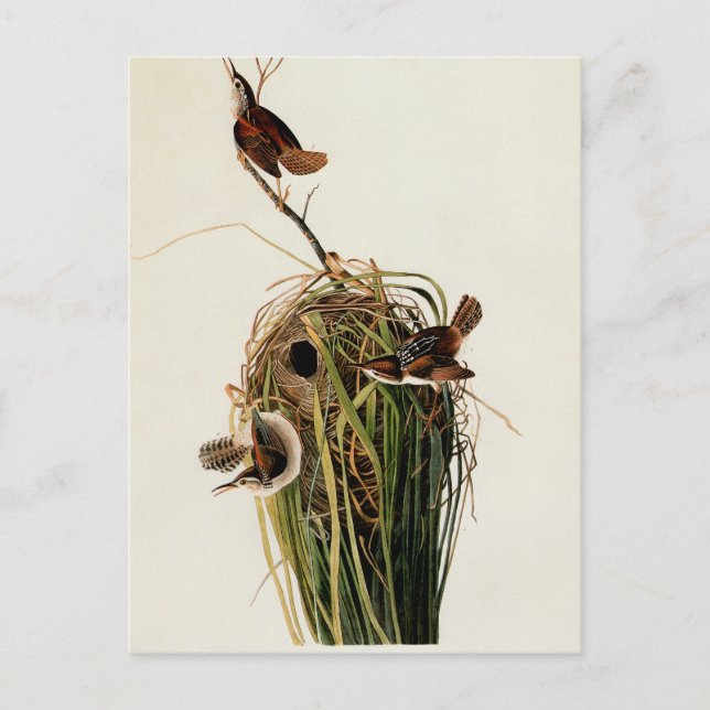 Audubon Marsh Wren Bird Art Postcard (Front)