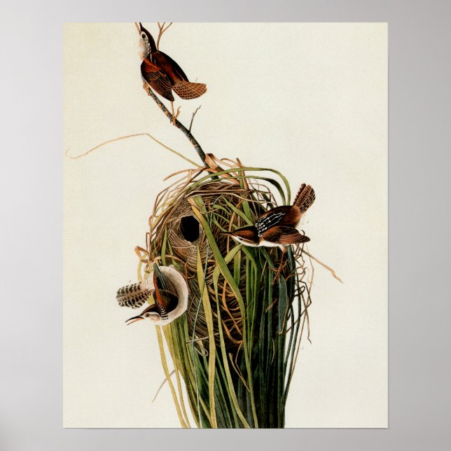 Audubon Marsh Wren Bird Art Poster (Front)