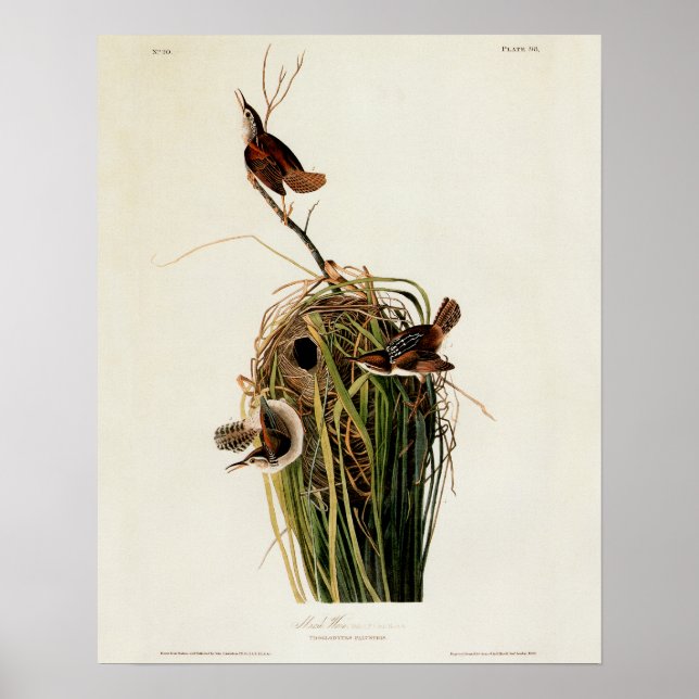 Audubon Marsh Wren Bird Art Poster (Front)