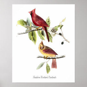 Audubon Norhern Cardinals Poster