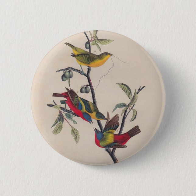 Audubon Painted Bunting Bird Wildlife 6 Cm Round Badge (Front)
