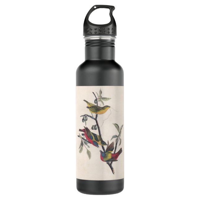 Audubon Painted Bunting Bird Wildlife 710 Ml Water Bottle (Front)